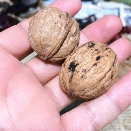 帝王将相杯帝王杯