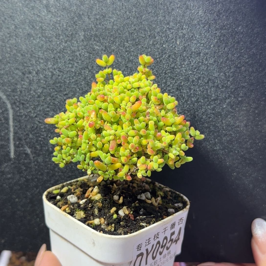 dy0954精控蜜橘老桩直杆三岔哪吒造型