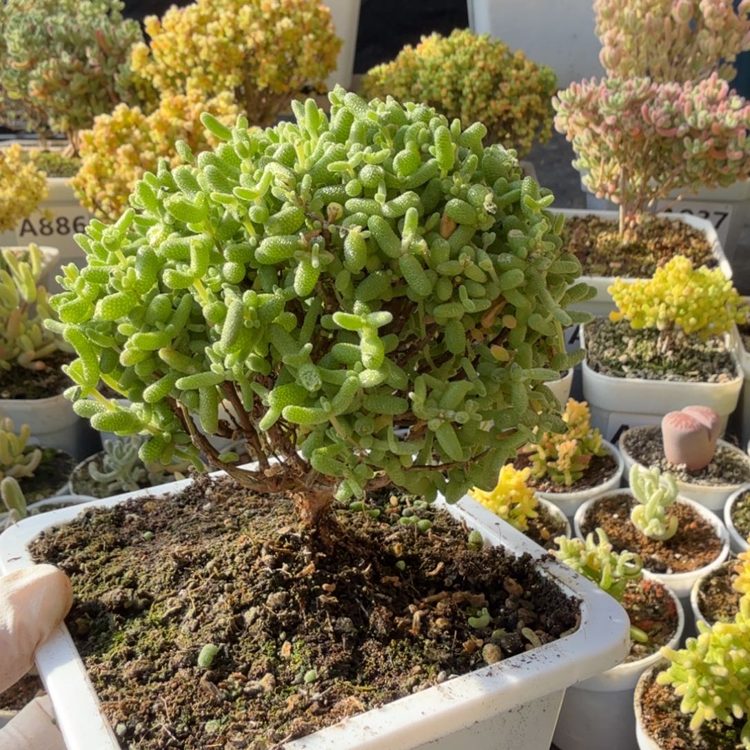 锦***记A967金桔糖球枝干