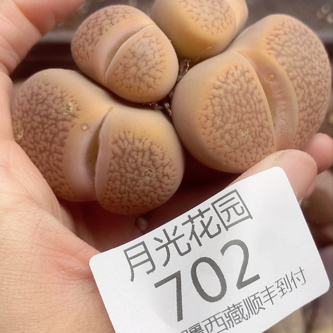 我爱小猫小狗啊哈哈哈702