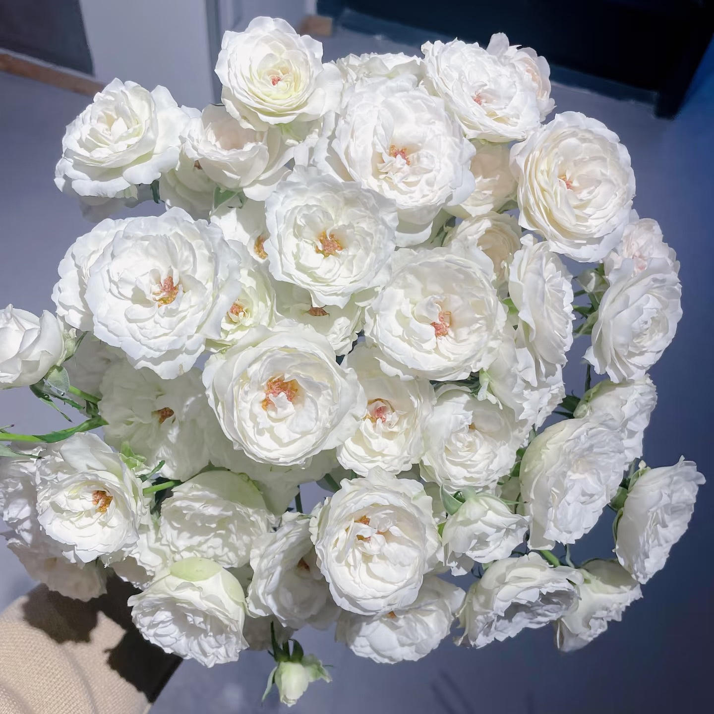 [白色仙子之吻]玫瑰一单不发货！！