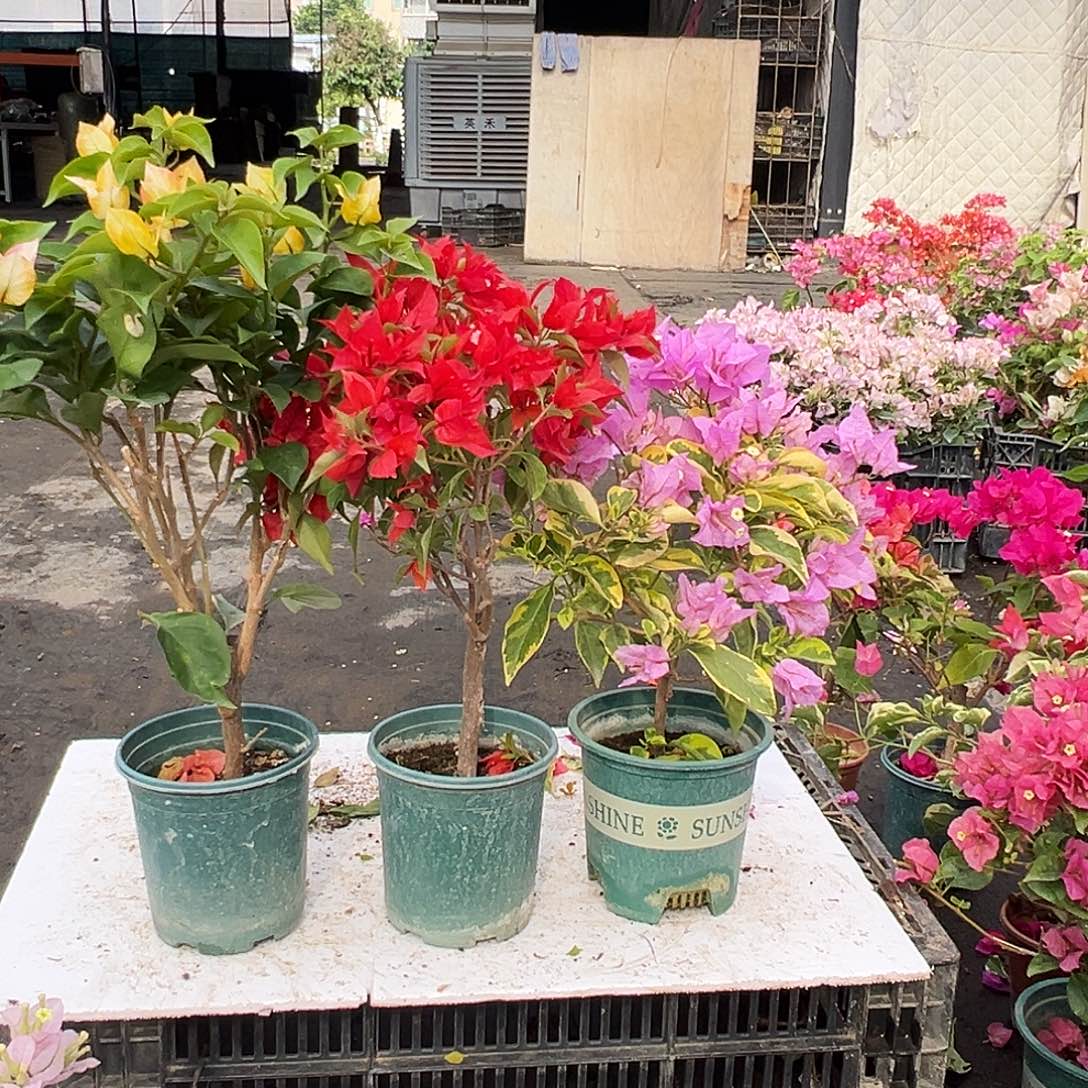 大部分花苞少量开放浅彩虹，酒红桑巴，金边粉可爱组合