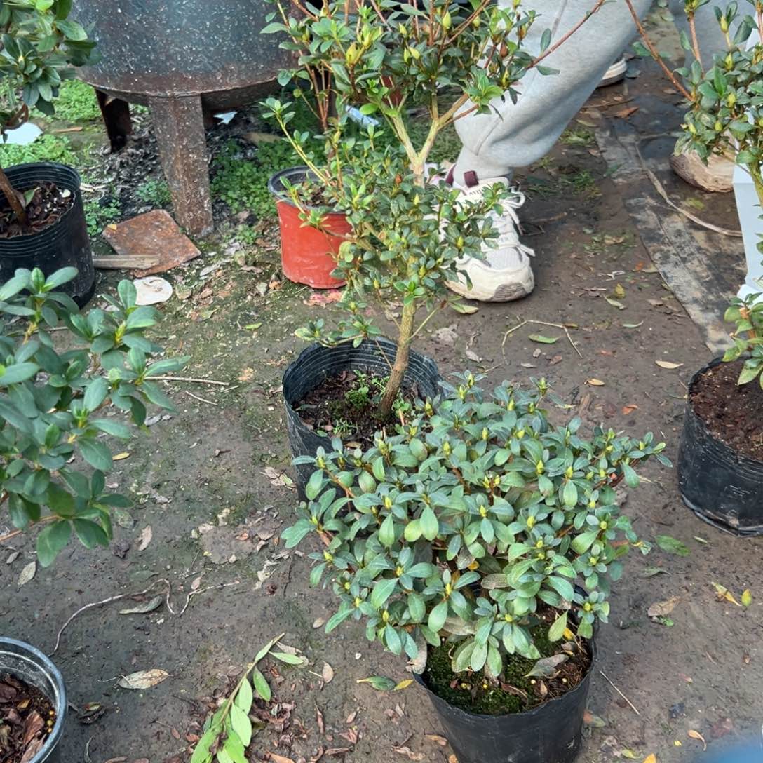 用***9完全开放娟之舞杜鹃