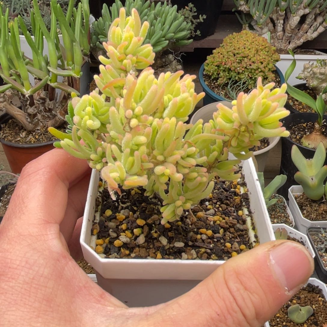 荧光兔锦多肉。      