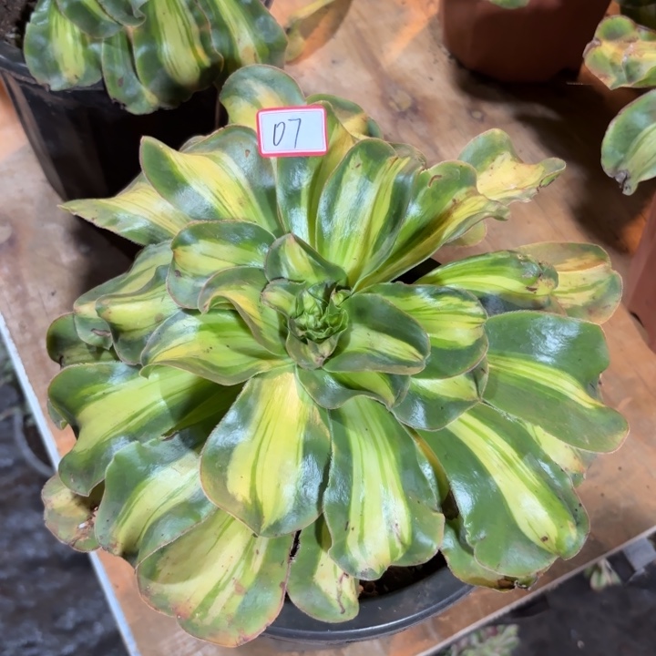 无花朵007特价暴军无售后