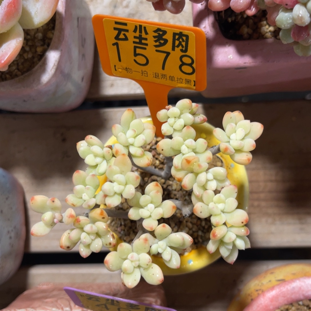 云尘多肉一物一拍不含盆1578