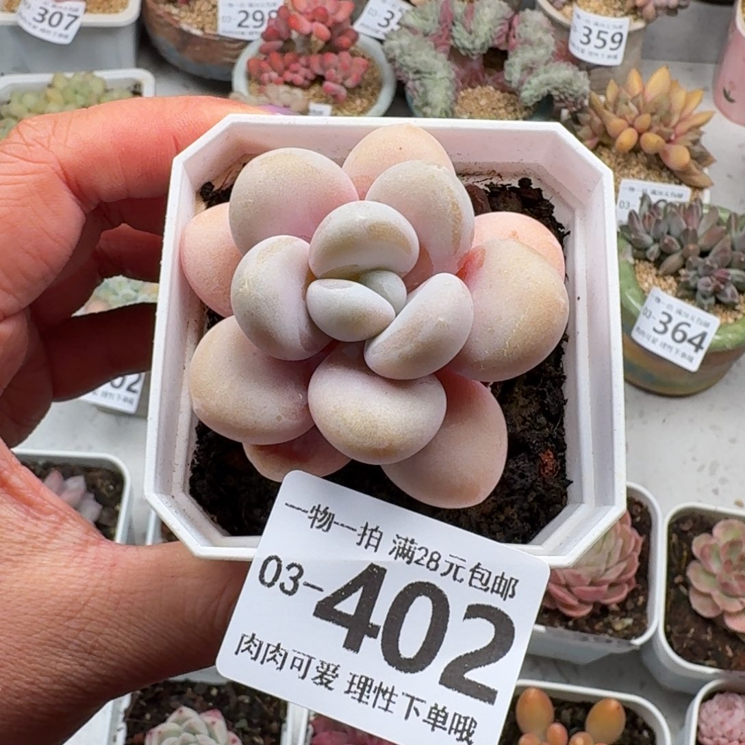 粉兔无盆土发货无盆