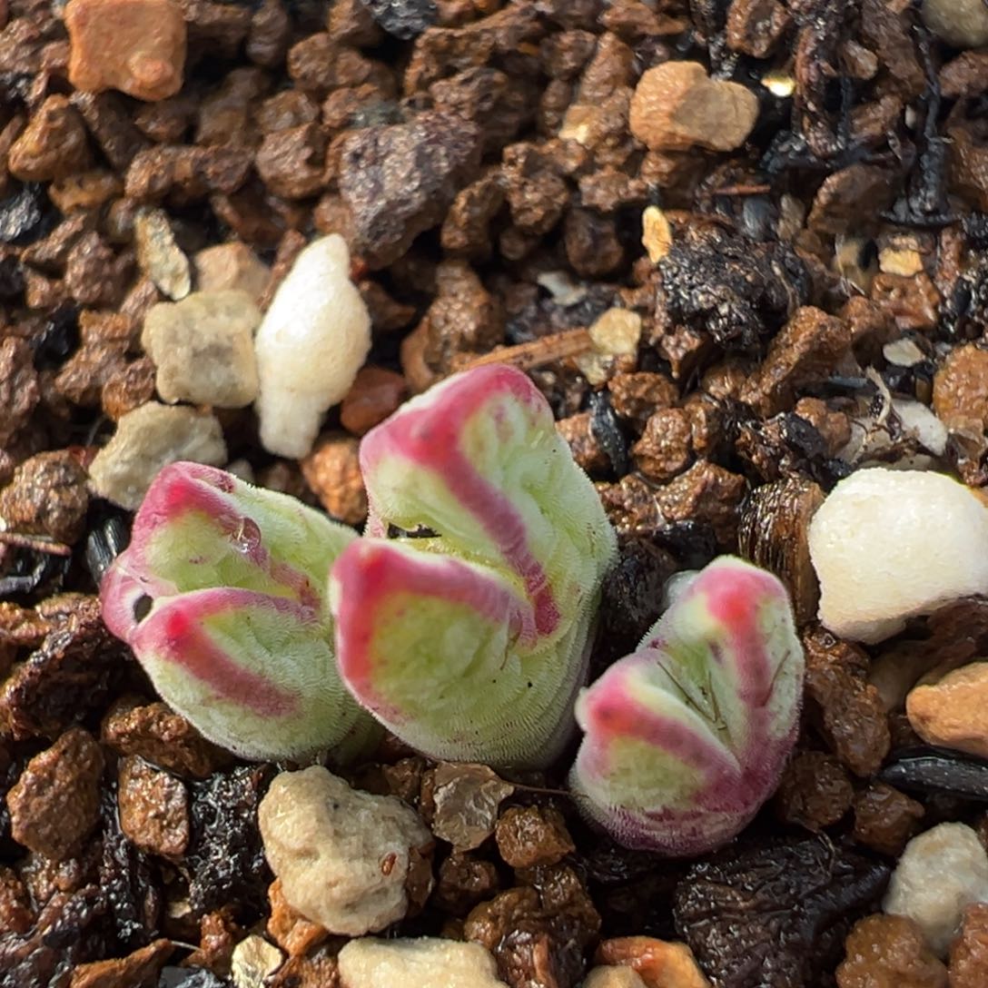 530多肉植物百科植物