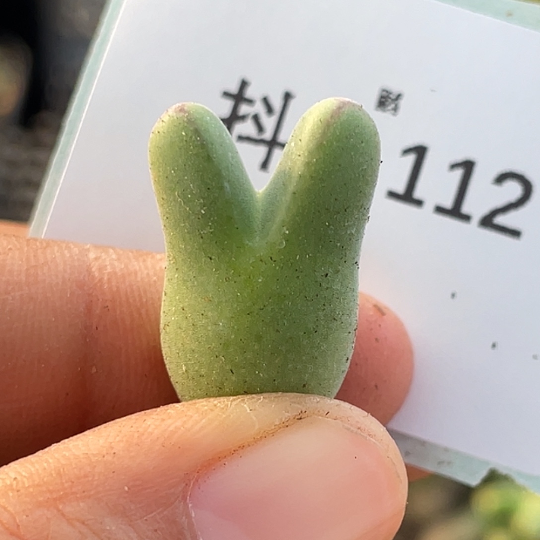 6-112猪蹄多肉植物肉锥