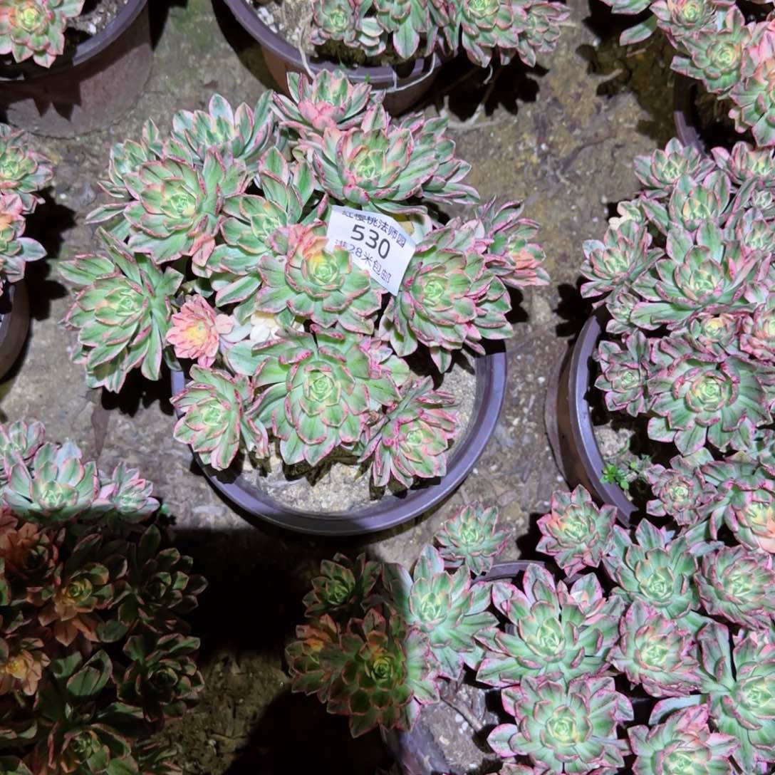 甜茶法师多肉530