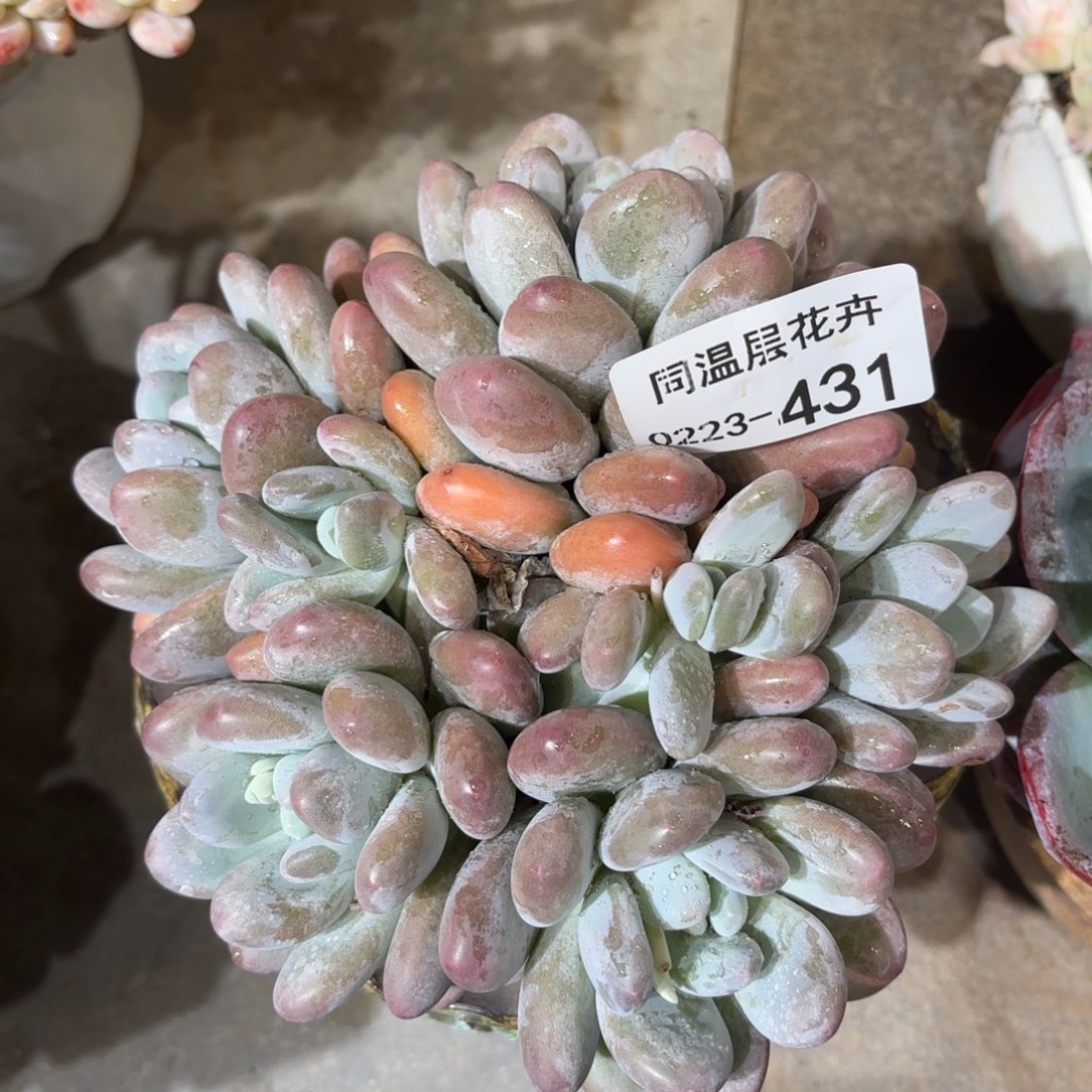 同温层多肉431香水