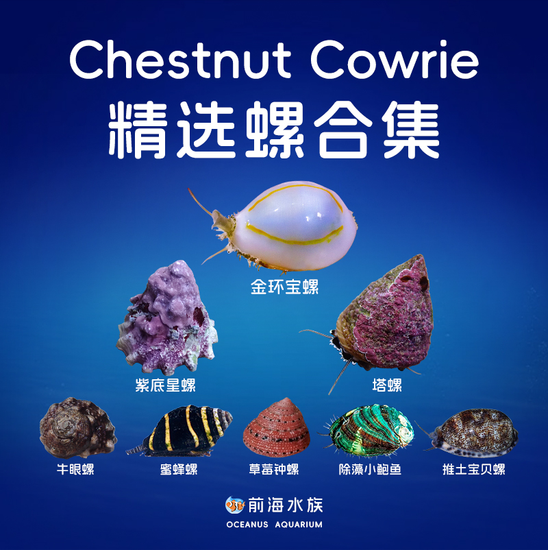 食藻螺牛眼螺金环塔螺蝾螺翻沙螺海胆海猪吃藻生物海水鱼缸活体