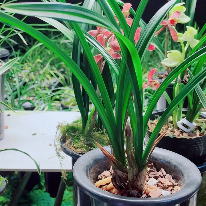 兔***猫完全开放一物一漂亮