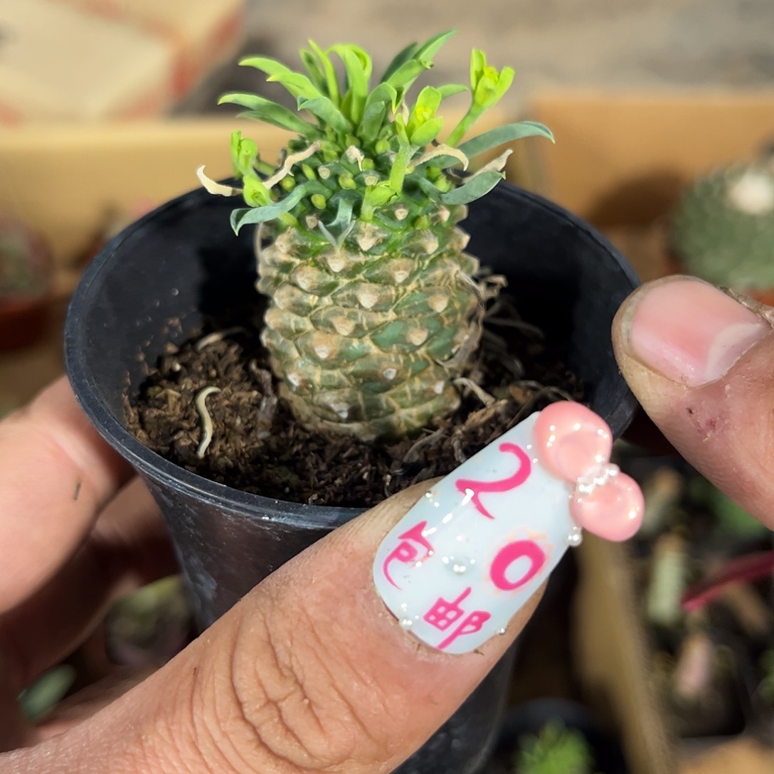 铁甲麒麟有根发货有根发货