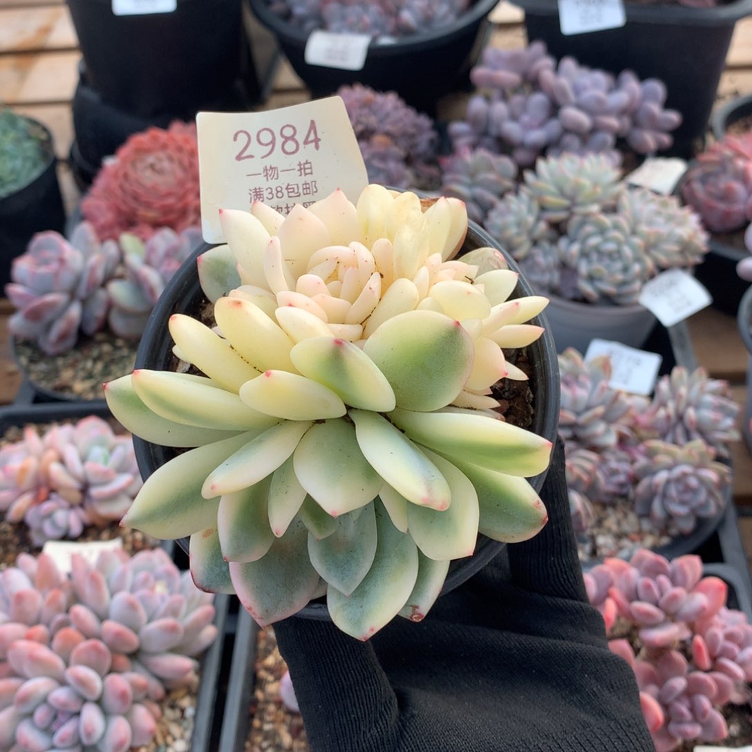 10.5厘米七头有砍梦露锦2984