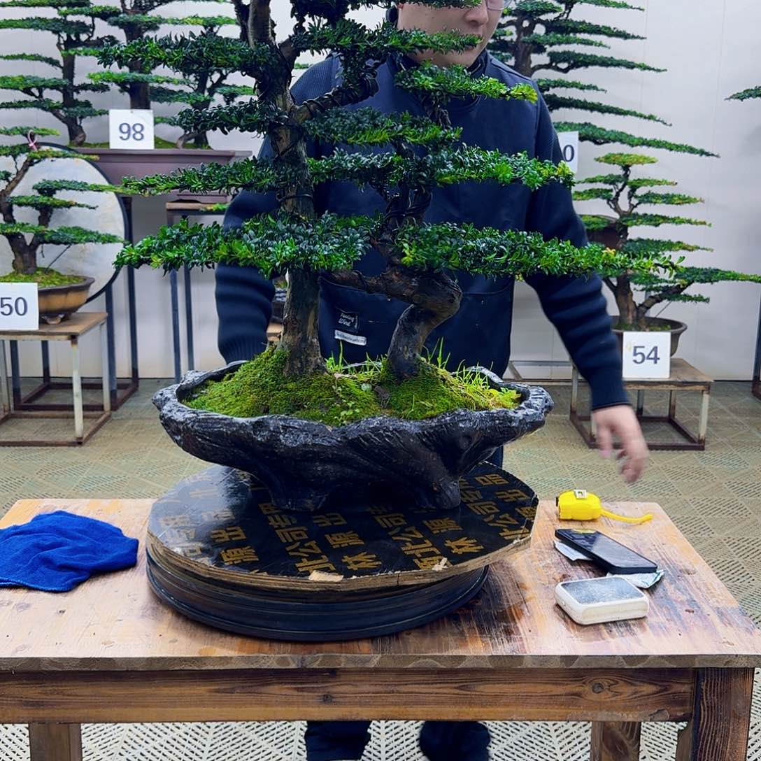 无花朵珍珠红芽罗汉松造型盆景