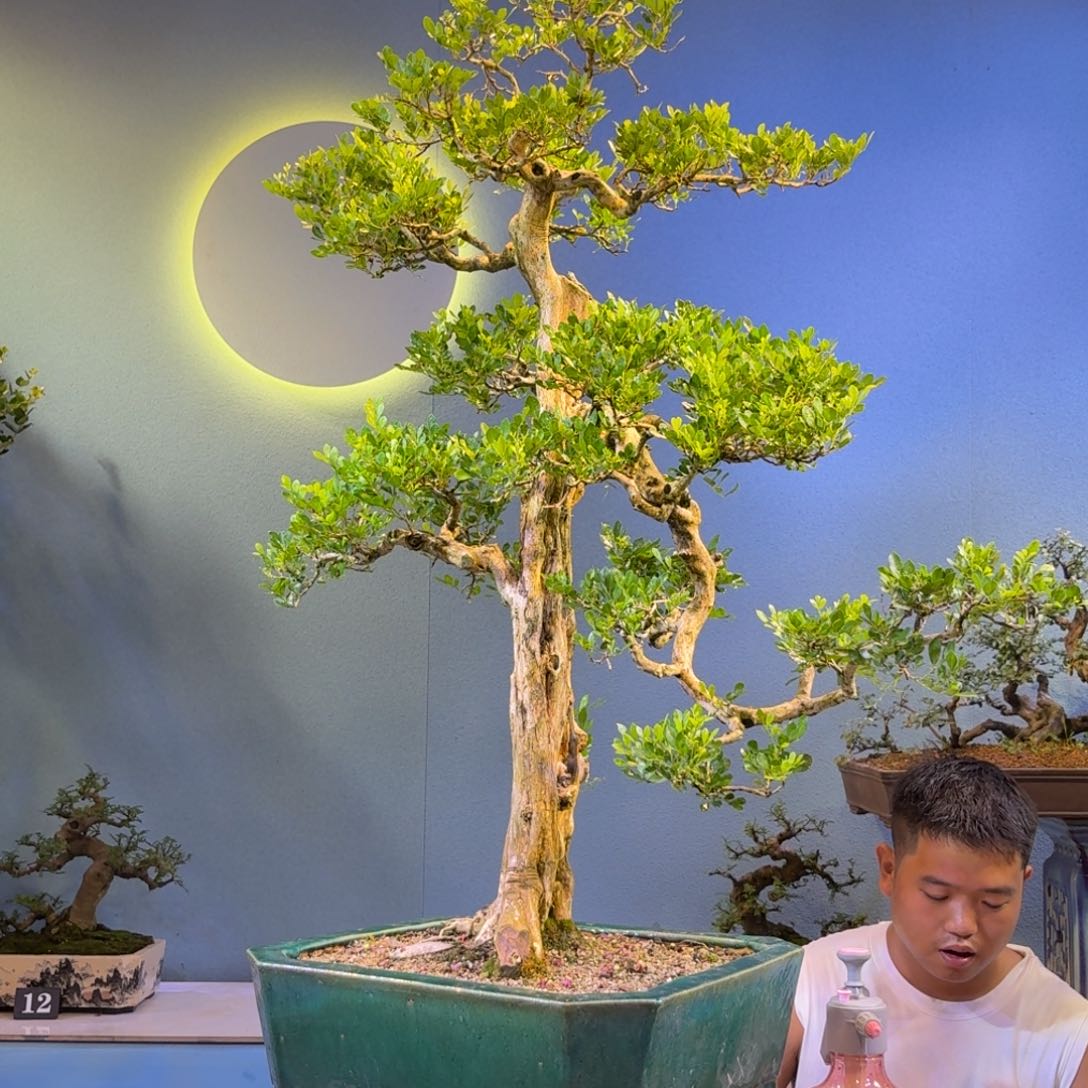 禪***哥完全开放九里香一物一拍