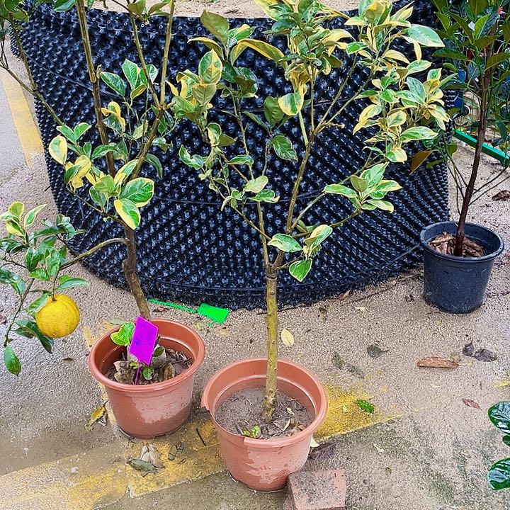 快***羊完全开放果树888888