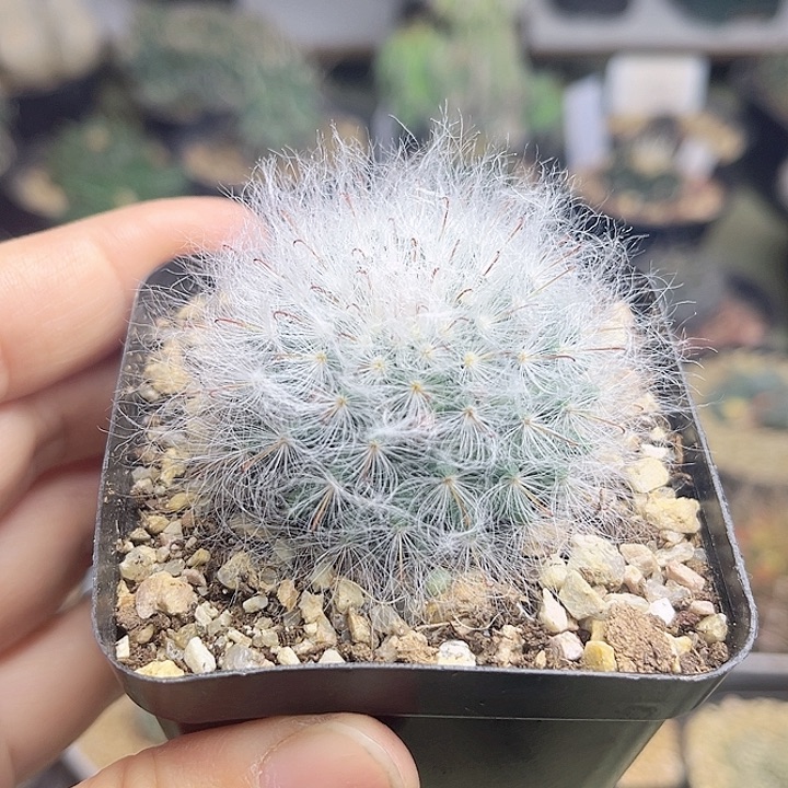 白云高沙实生3.8公分