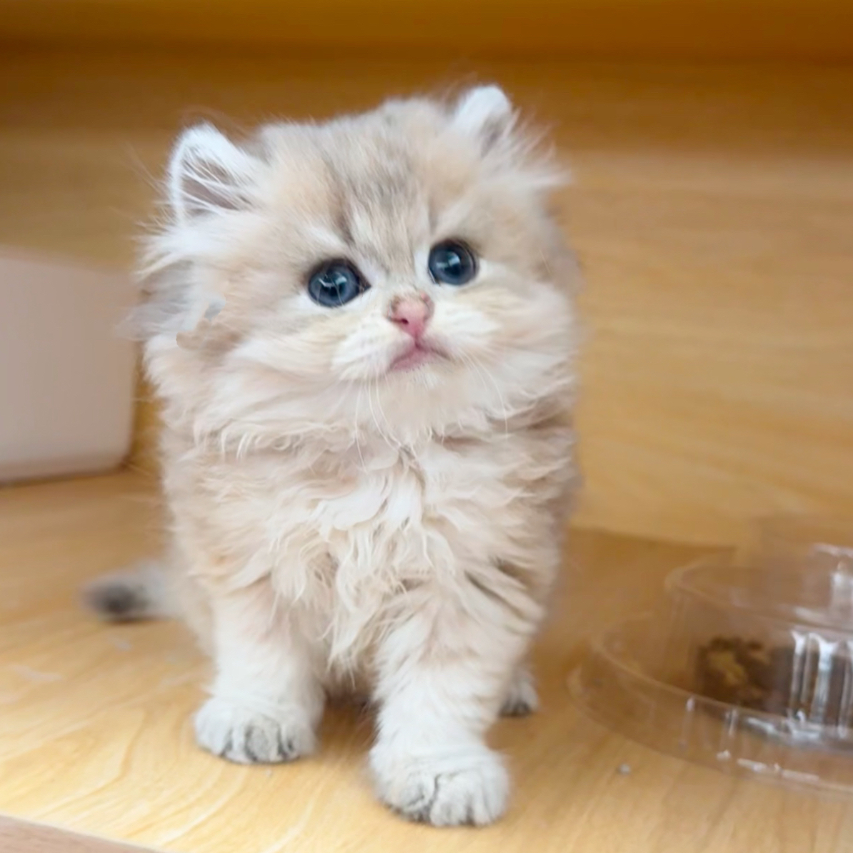蓝金长毛猫小耳朵宠物