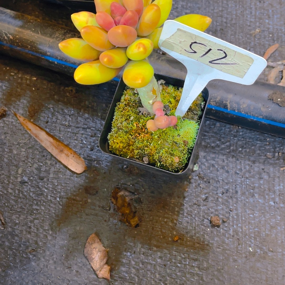 玖***弎000000000000000512