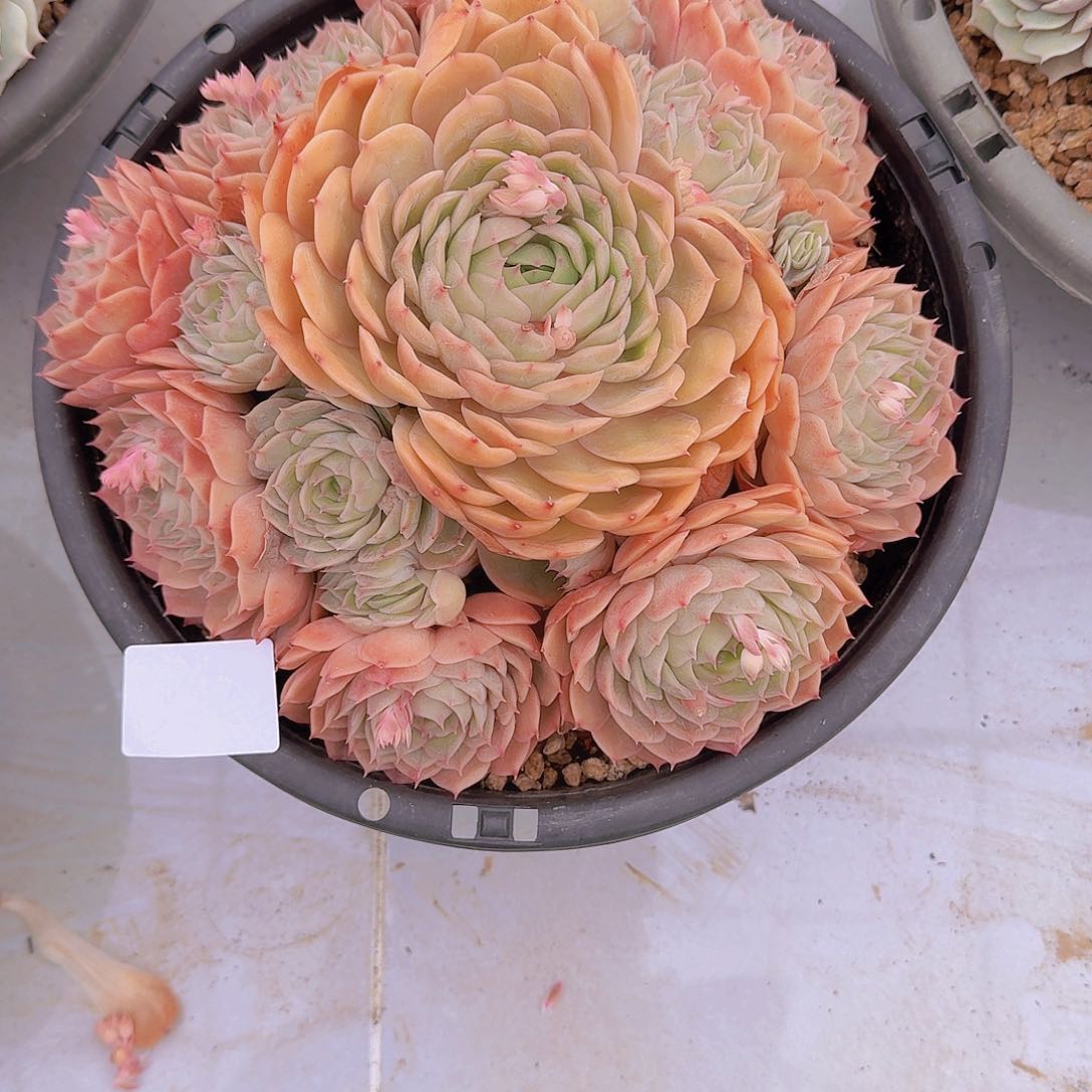 @*洋0464昂斯诺多肉植物