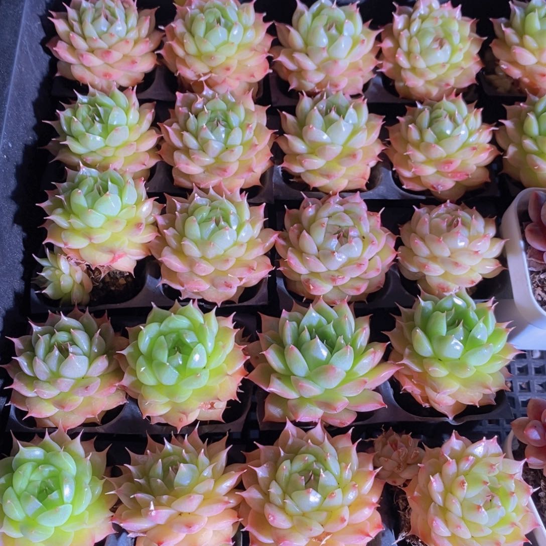 20-17-睫毛麦秆单头两个