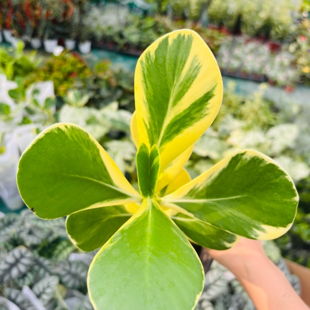  稀有品种花叶签名树 克卢西亚木锦 奶油色室内观叶绿植盆栽ins风