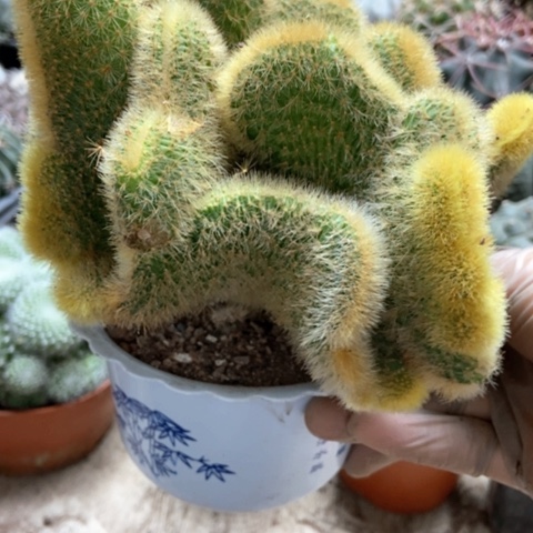 金丝猴缀仙人球25米