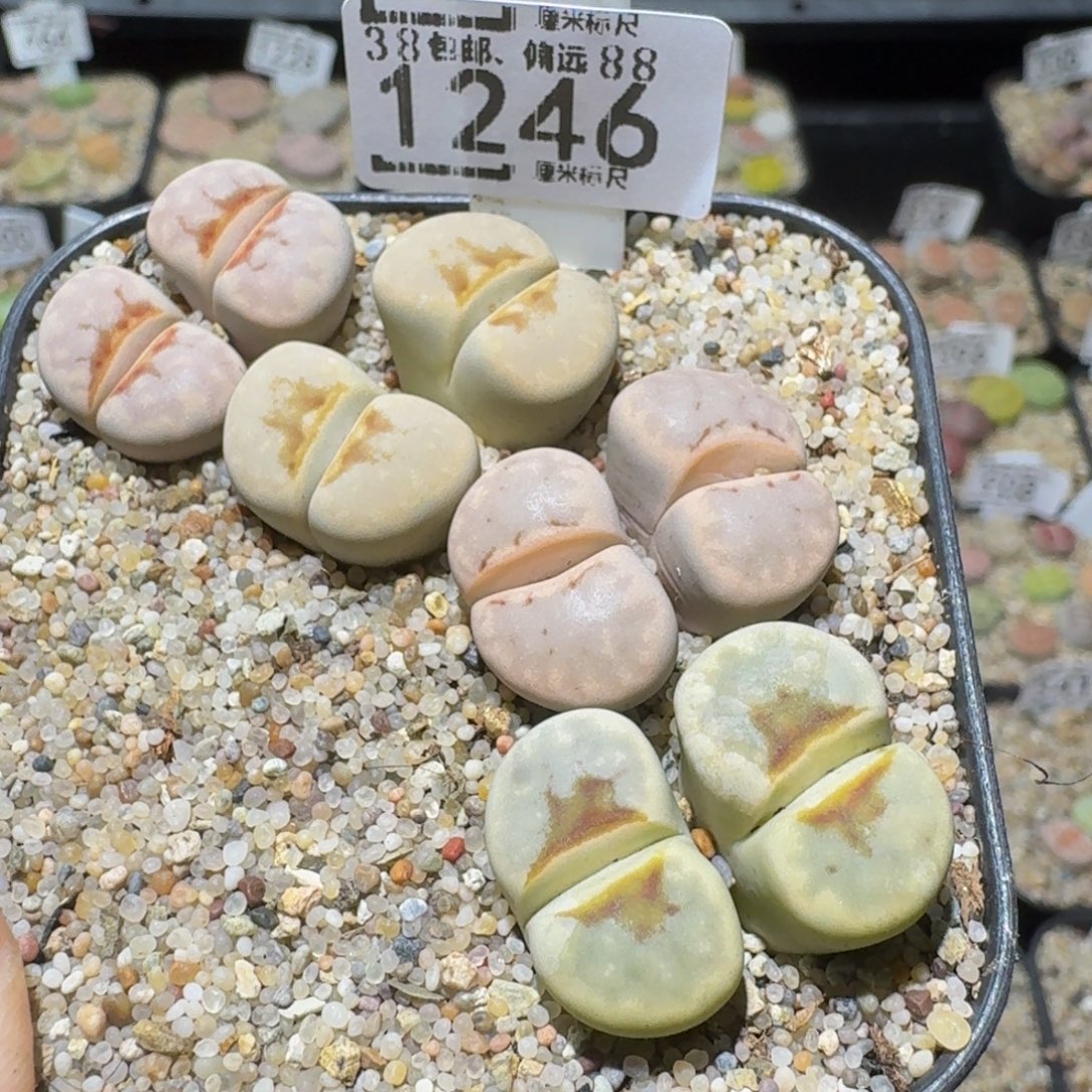Sssss精品生石花1246