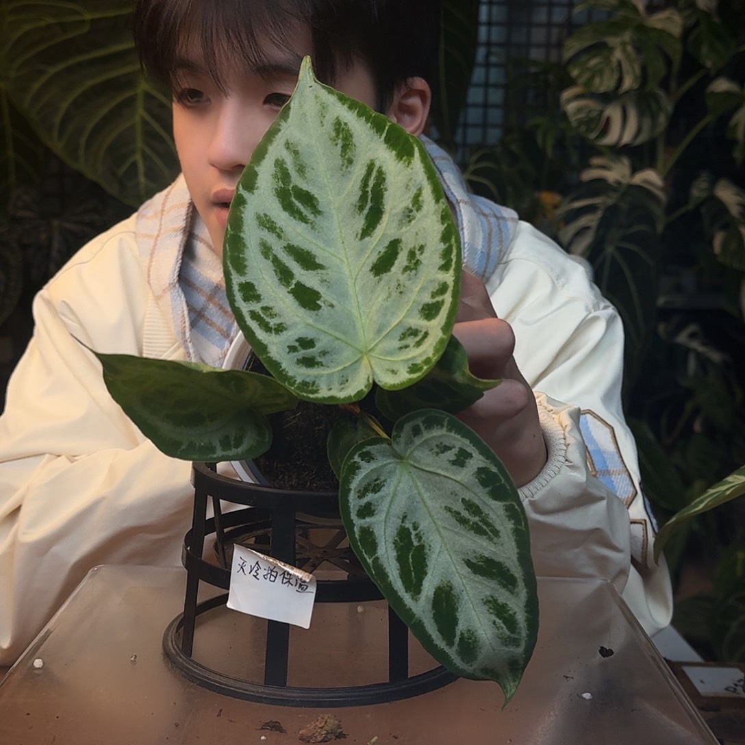 不开花植物J161银刷子