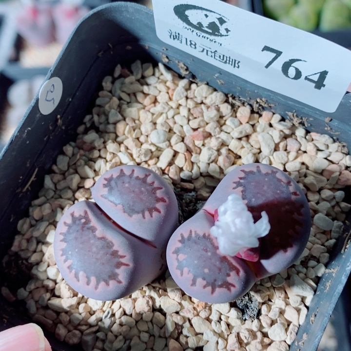 生石花花花开了764