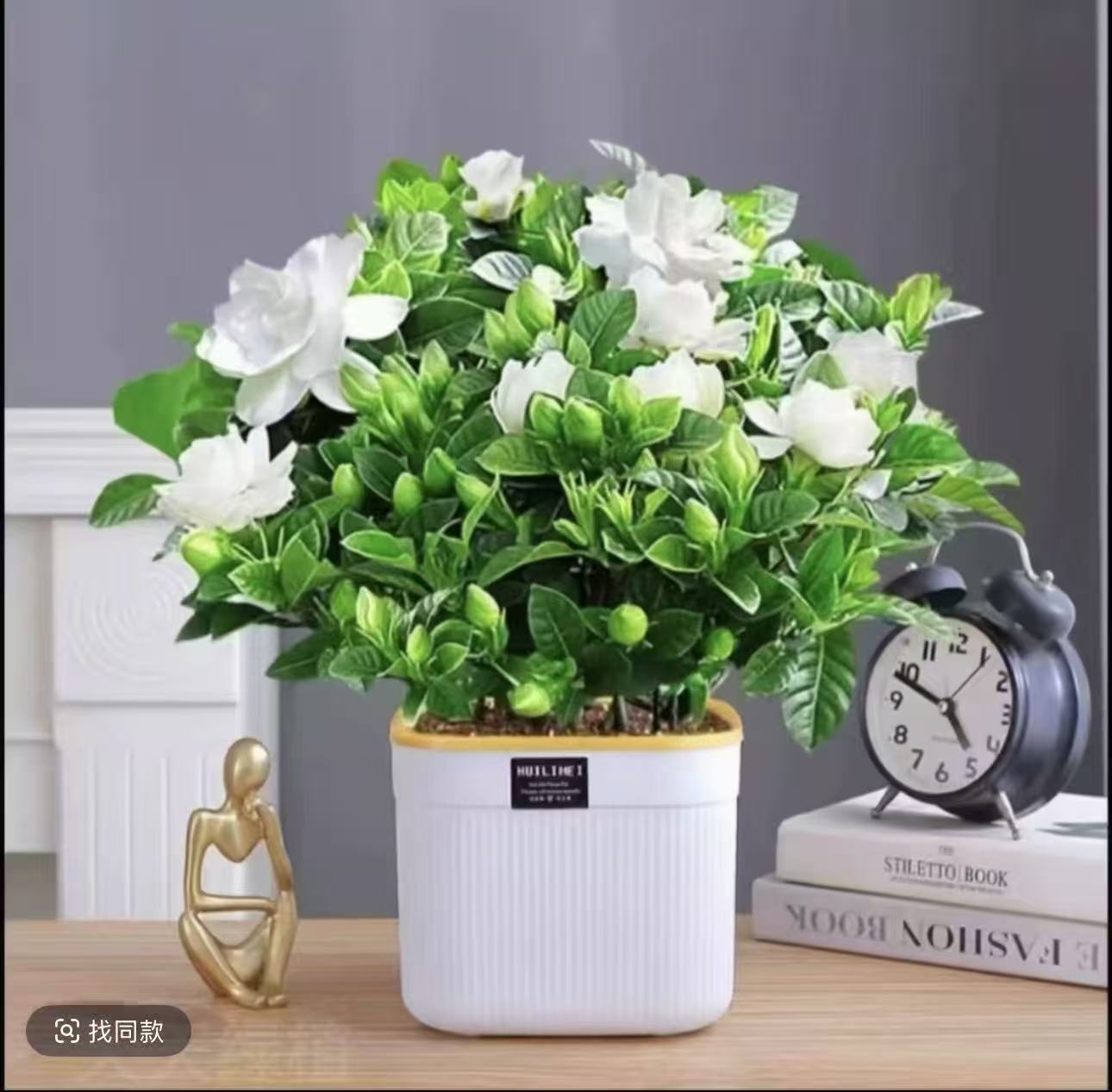 LG大盆230#带花苞浓香型栀子花盆栽室内桌面水培绿植四季好养