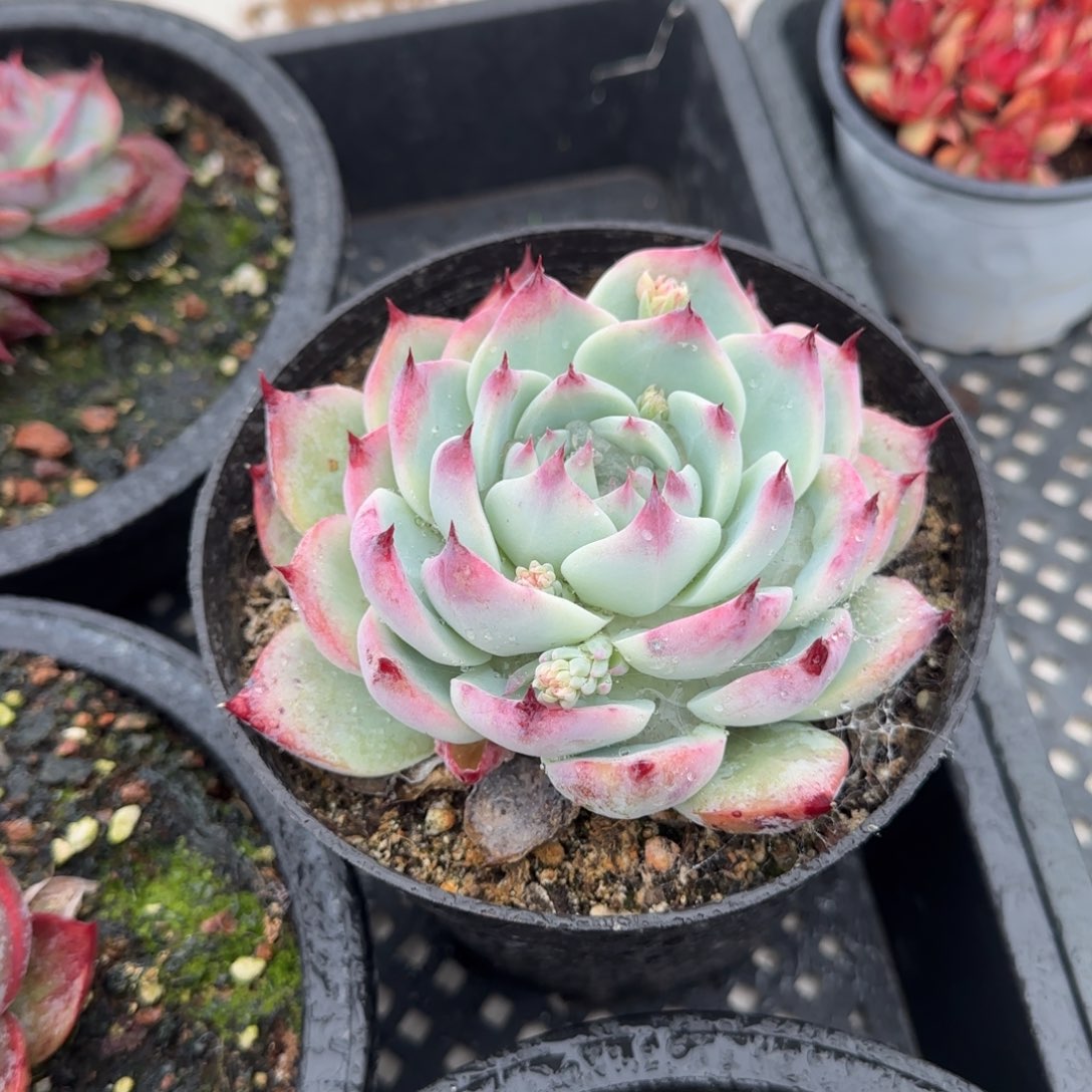 多肉植物吉娃娃大胆