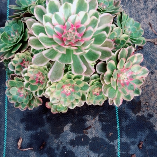 酱***️无花朵半糖荔枝法师多肉植物35号
