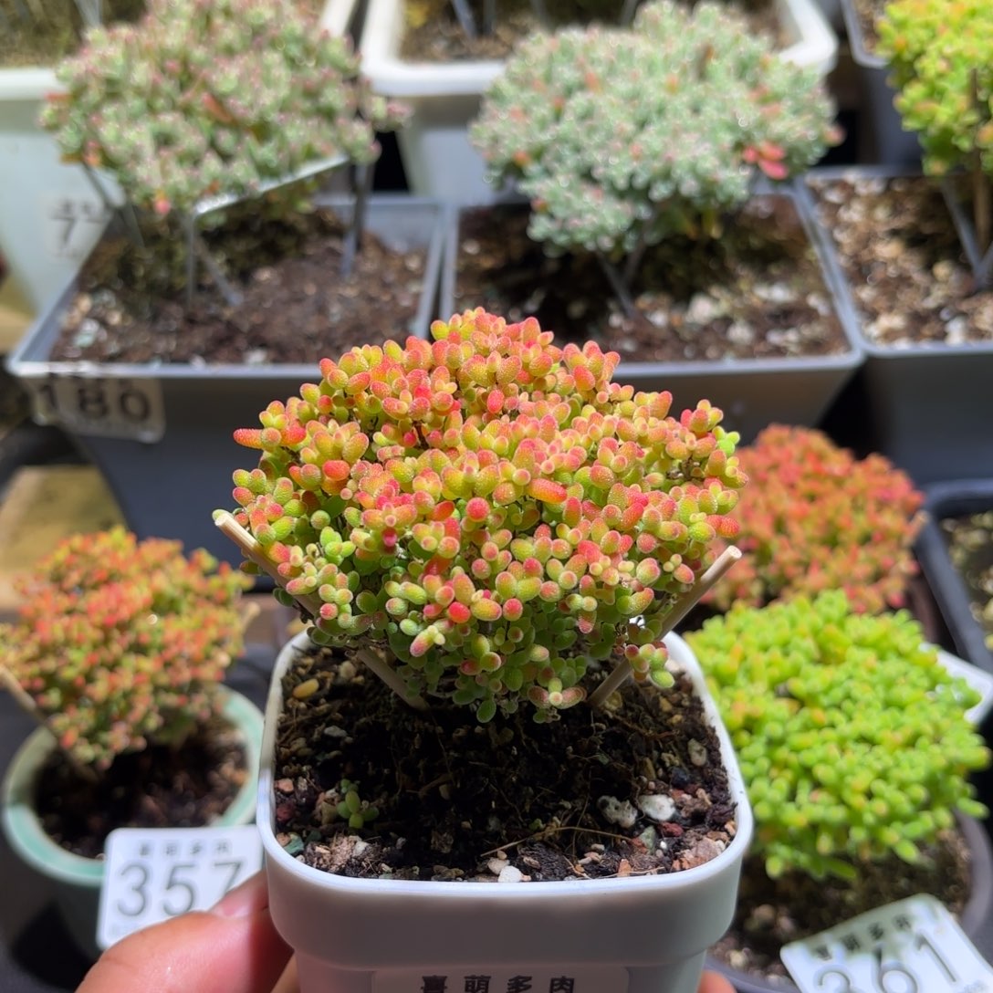 枝干番杏密橘糖球371