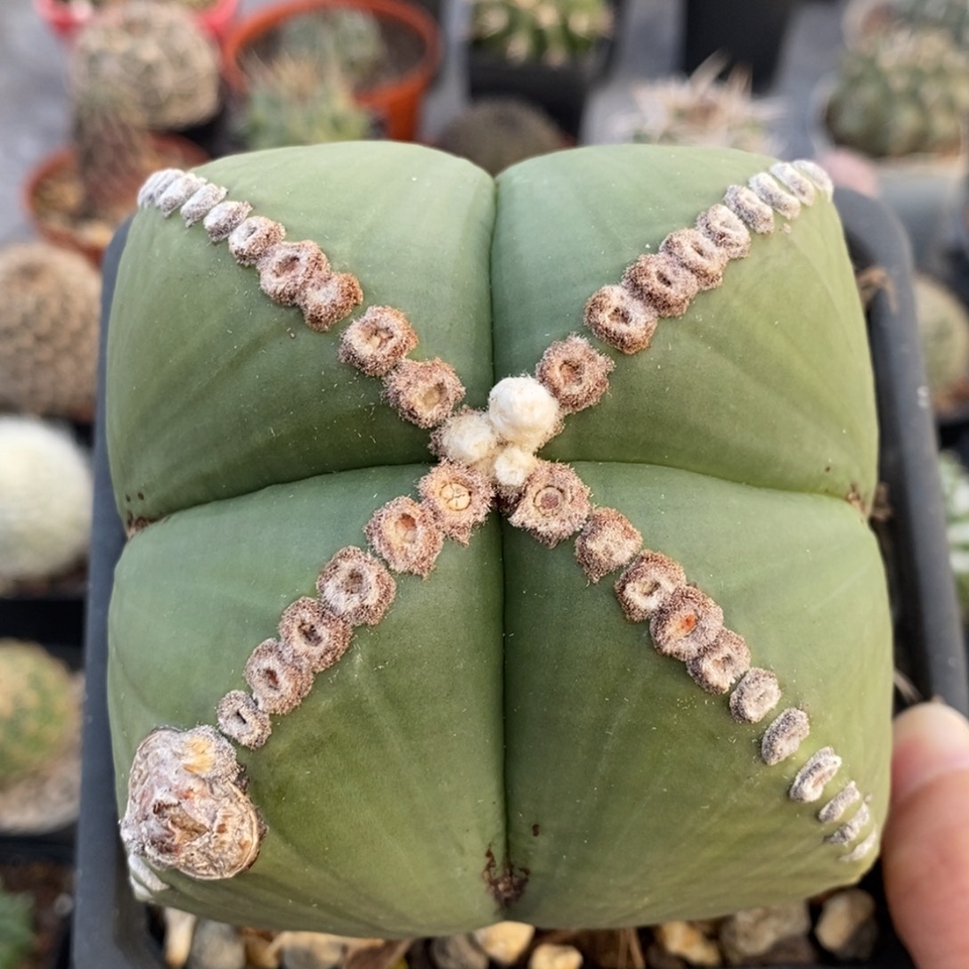 四角鸾凤玉植播园艺