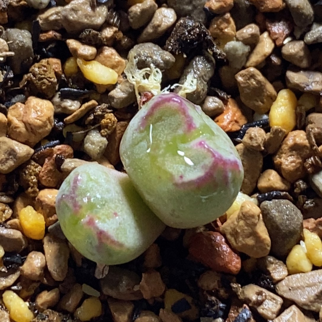 红线元宝h k h k