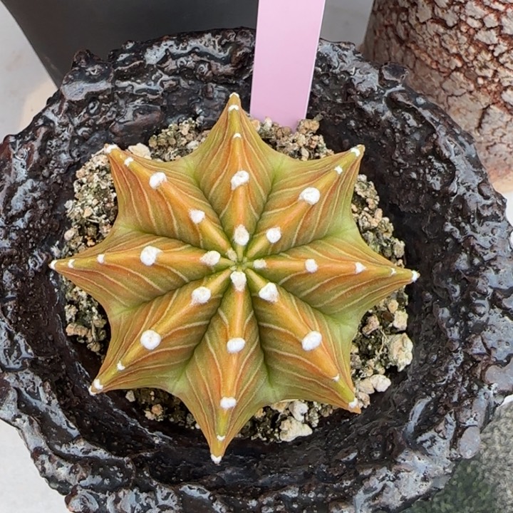 泰国米哈116-0124