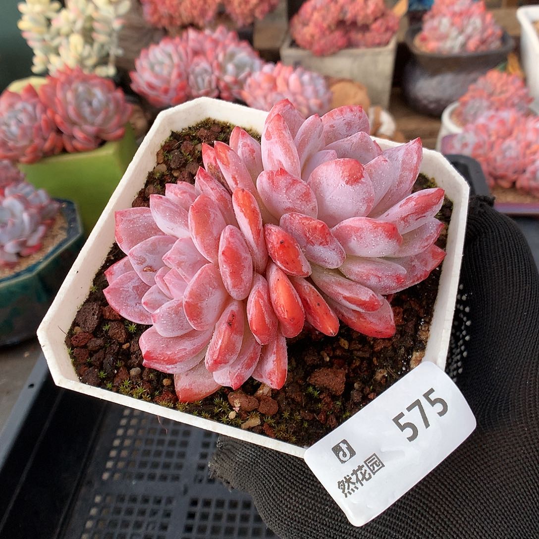 575雪天使多肉植物6666