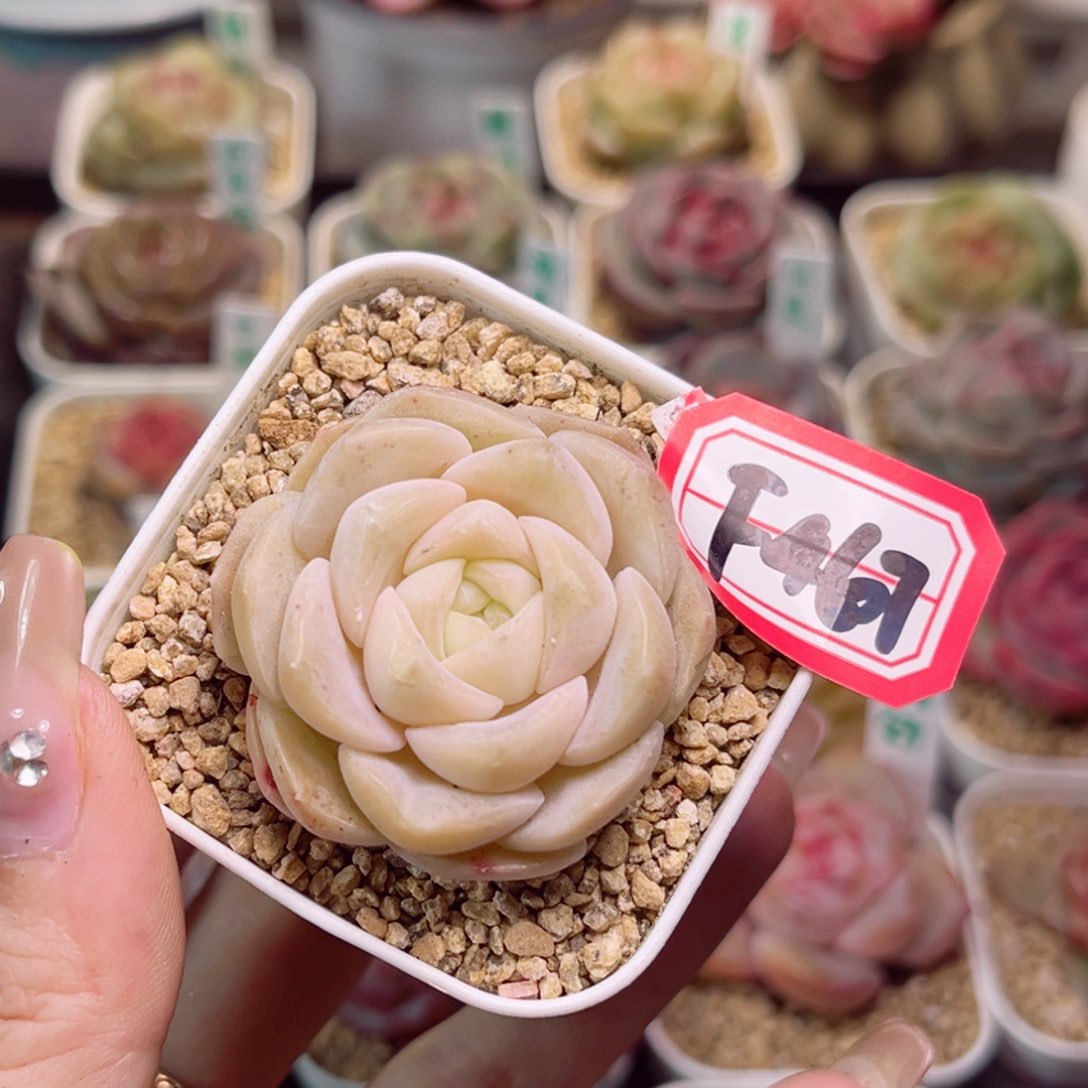 F467 良辰一物一拍