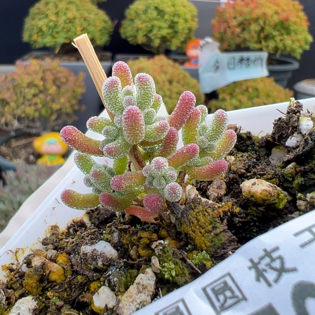 dy5658实生粉橙冰晶杂冠幅3cm