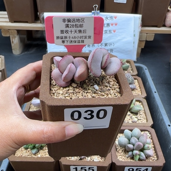 向***朵030白肌红蛋多肉植物