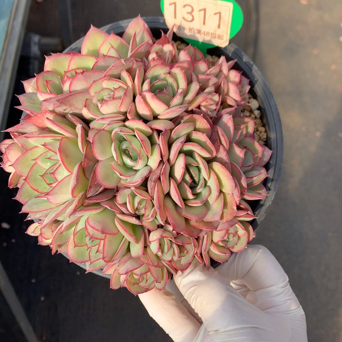 牡丹亭无砍平头1311