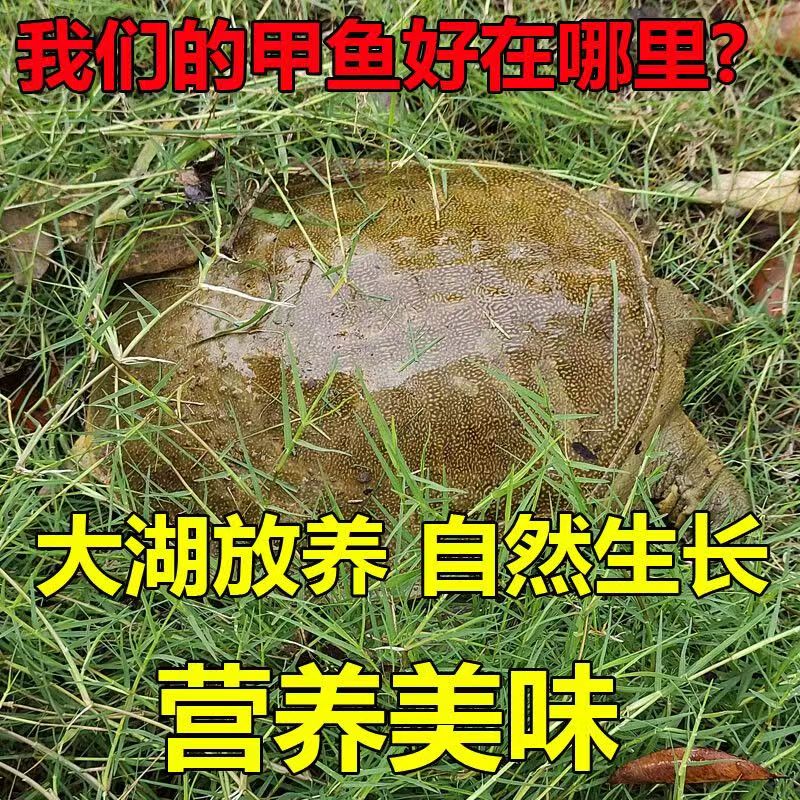 【福利品】外塘甲鱼鲜活外塘生猛中华鳖背水鱼包邮到家