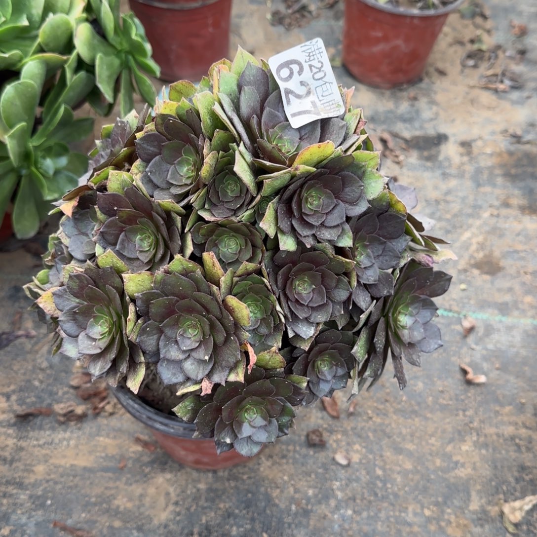 桃花石627满20包邮断枝不包