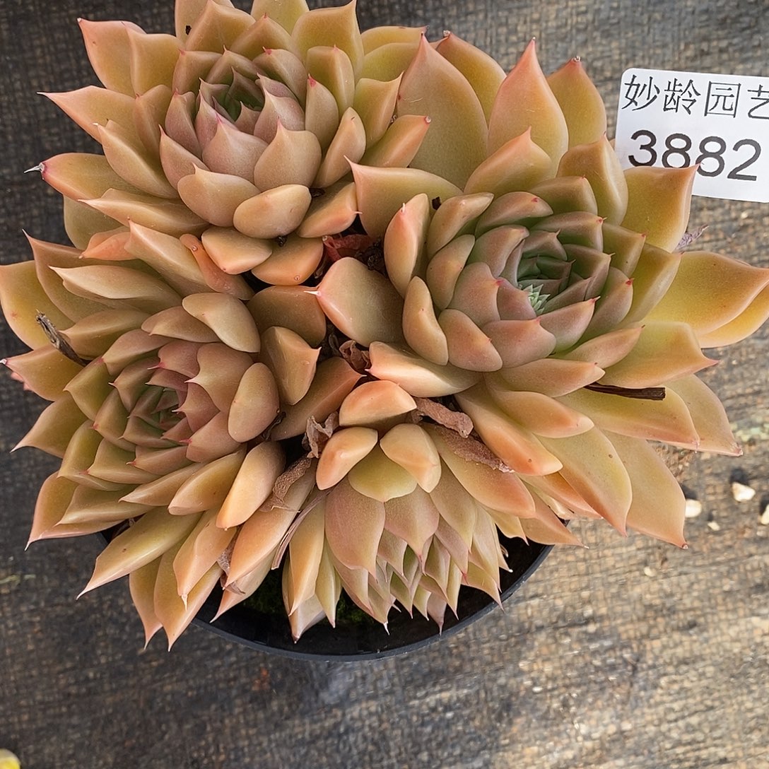 秋***歌3882杂交老桩基地-12厘米