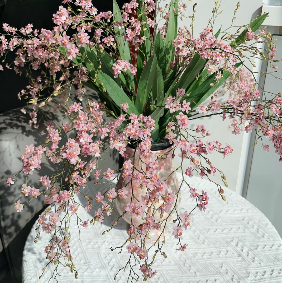 梦香兰( 光宗粉95-110盆 10枝起）剑起室内高端绿植