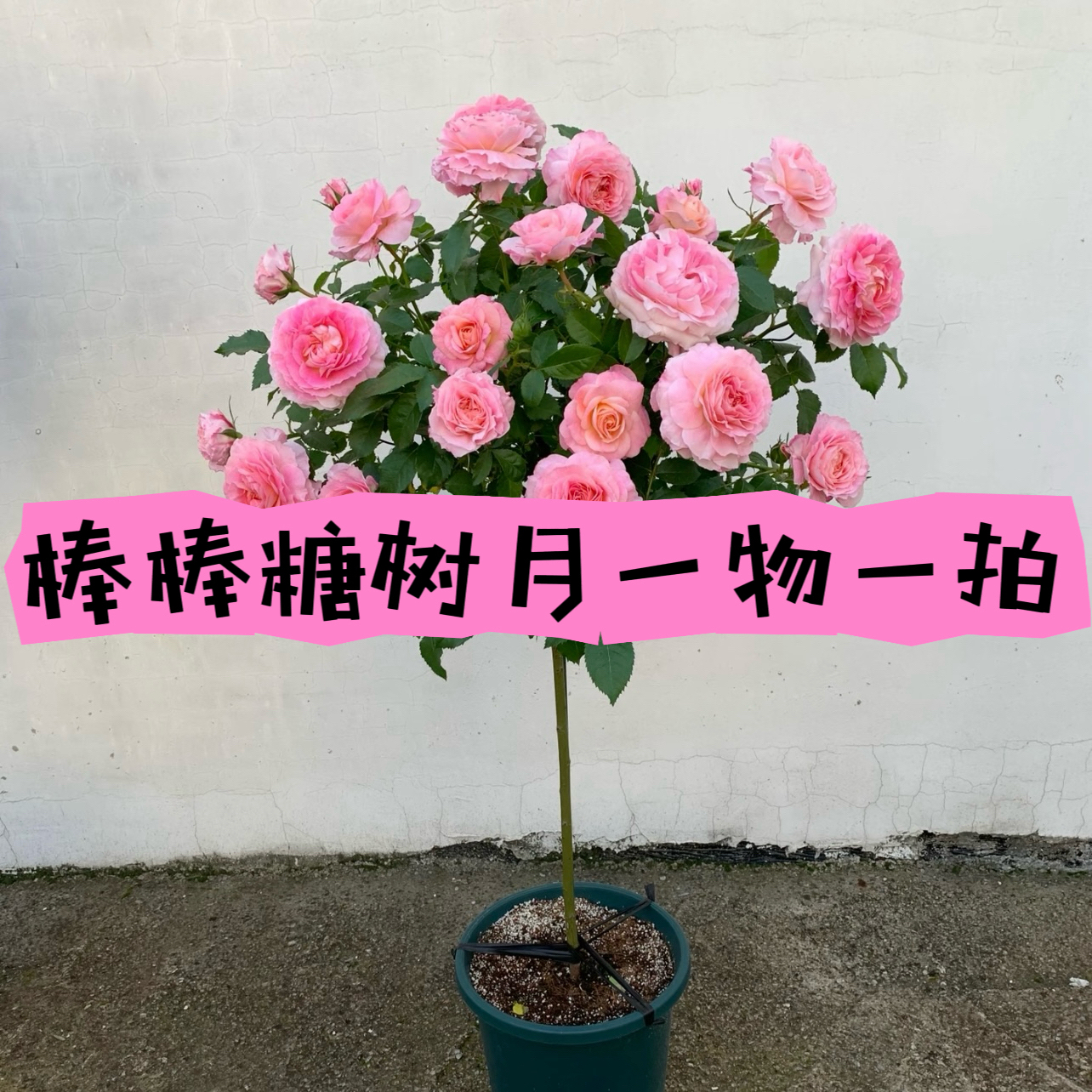 树月棒棒糖一物一拍直播间选苗