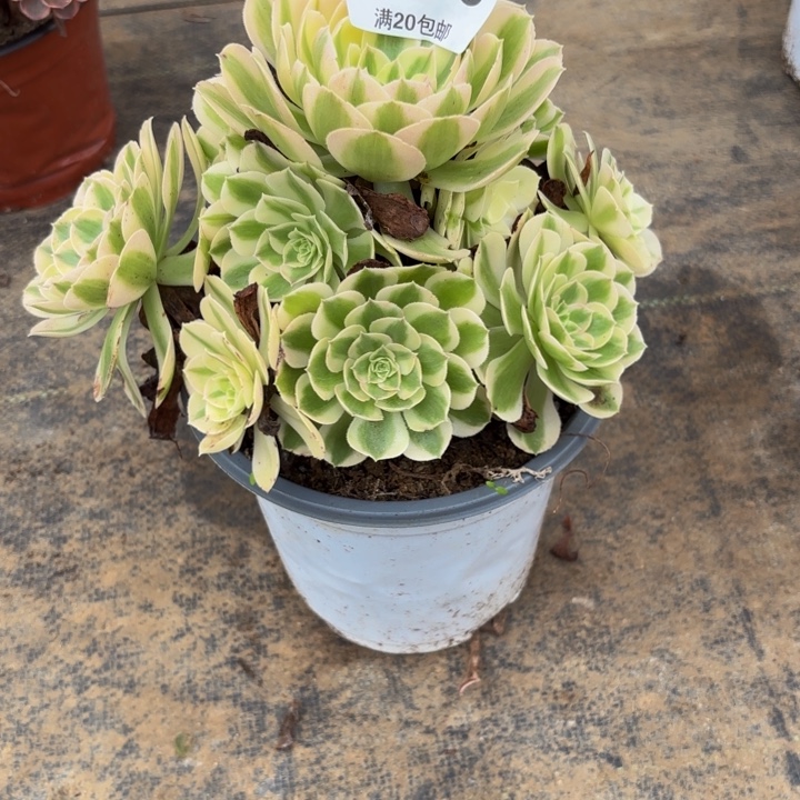 瑞妈多肉园艺036绿体倾城